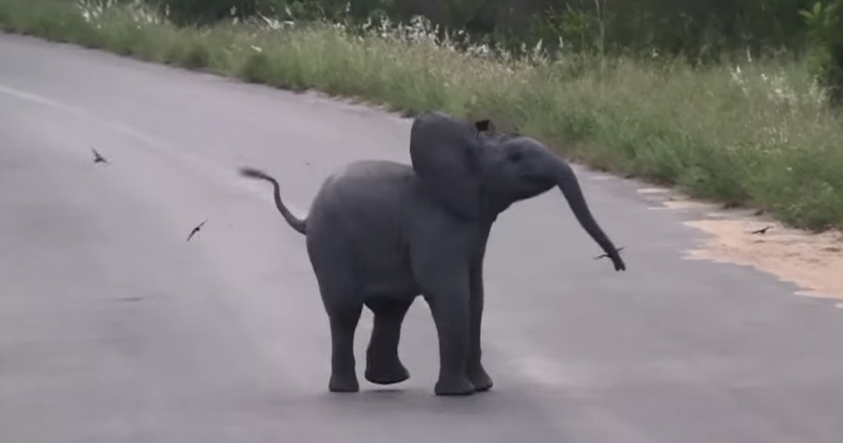 Cutest Video EVER -- Baby Elephant Chases Birds