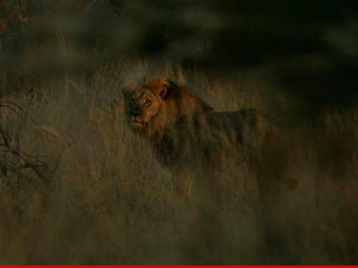 Jericho the Lion -- Cecil's 'Brother' -- Alive and Well!!! (PHOTO)