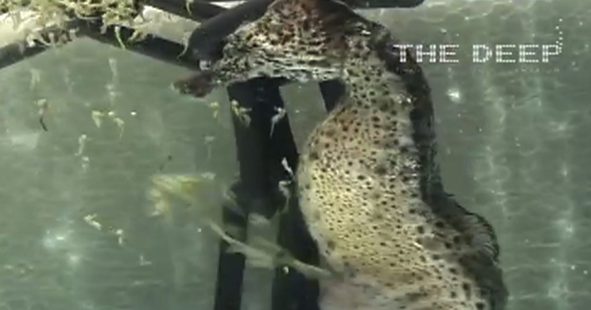 Seahorse Giving Birth Will Haunt Your Dreams