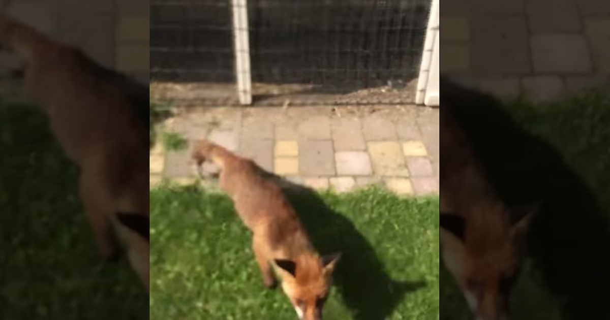 Fox And The Howling Guy … Man Gets Chased Down By Fox (Video)