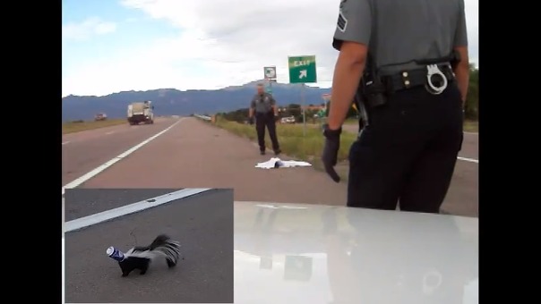 Smelly Situation -- Skunk With Can On Head Helped By Cops