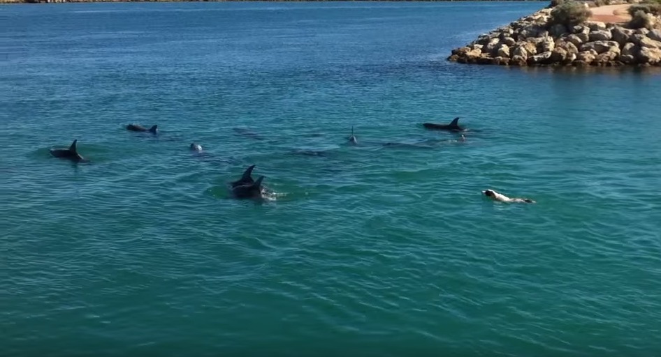 Dog Dives in to Swim With Dolphins and it's Pure Magic