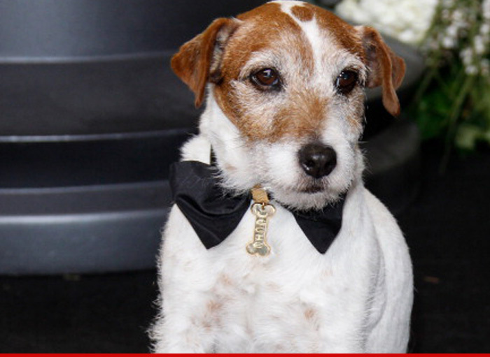 Uggie the Dog Dies -- 'The Artist' Star Put to Sleep After Prostate Illness