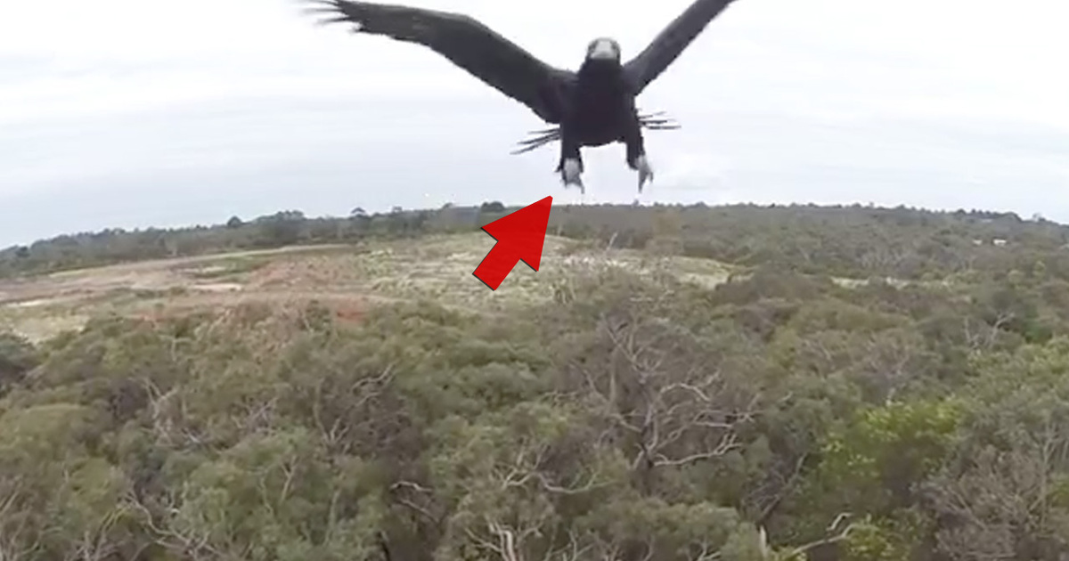 Bird Of Prey -- Eagle Takes Out Drone Mid-Flight (Video)
