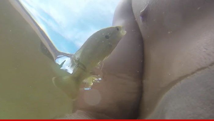 Nipple Alert -- Fish Chomps Down On Guy's Nip (VIDEO)