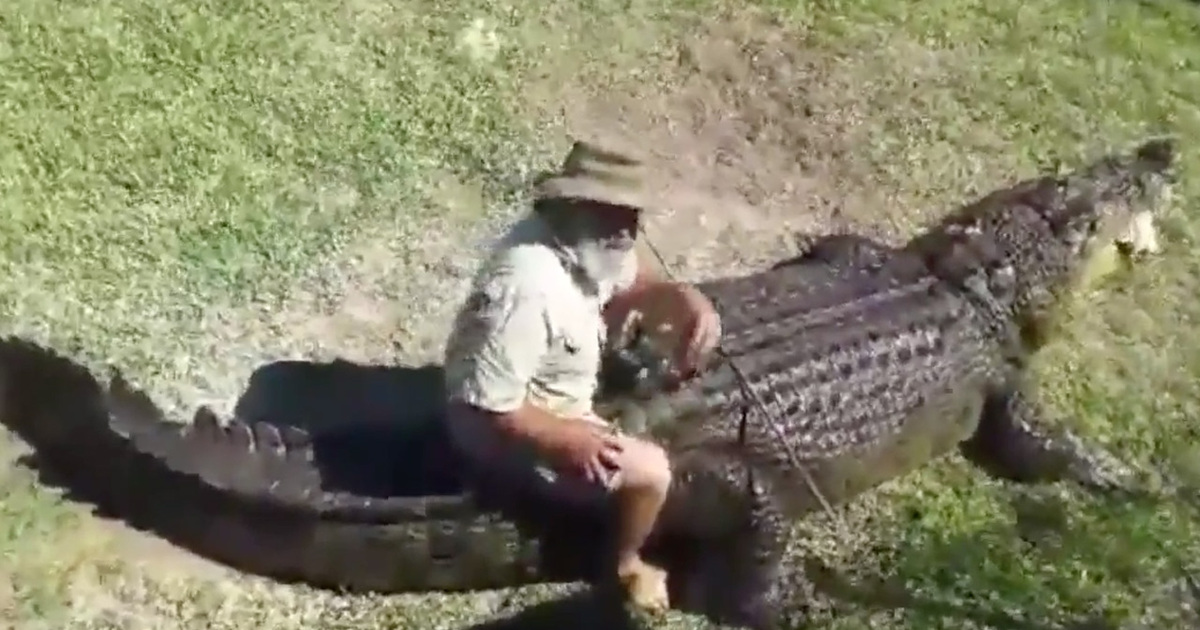 Old Man Rides Giant Croc Like It's A Horse (VIDEO)