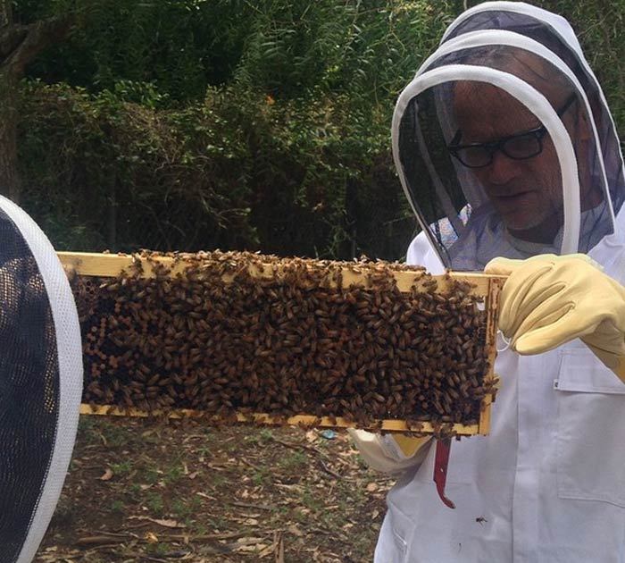 Flea – I’ve Got Bees … 200,000 of Them!!!