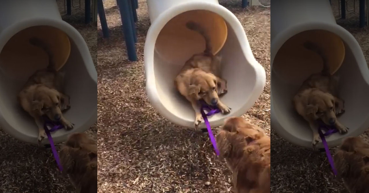 Dog Is A Scaredy-Cat … Until Other Dog Helps Out