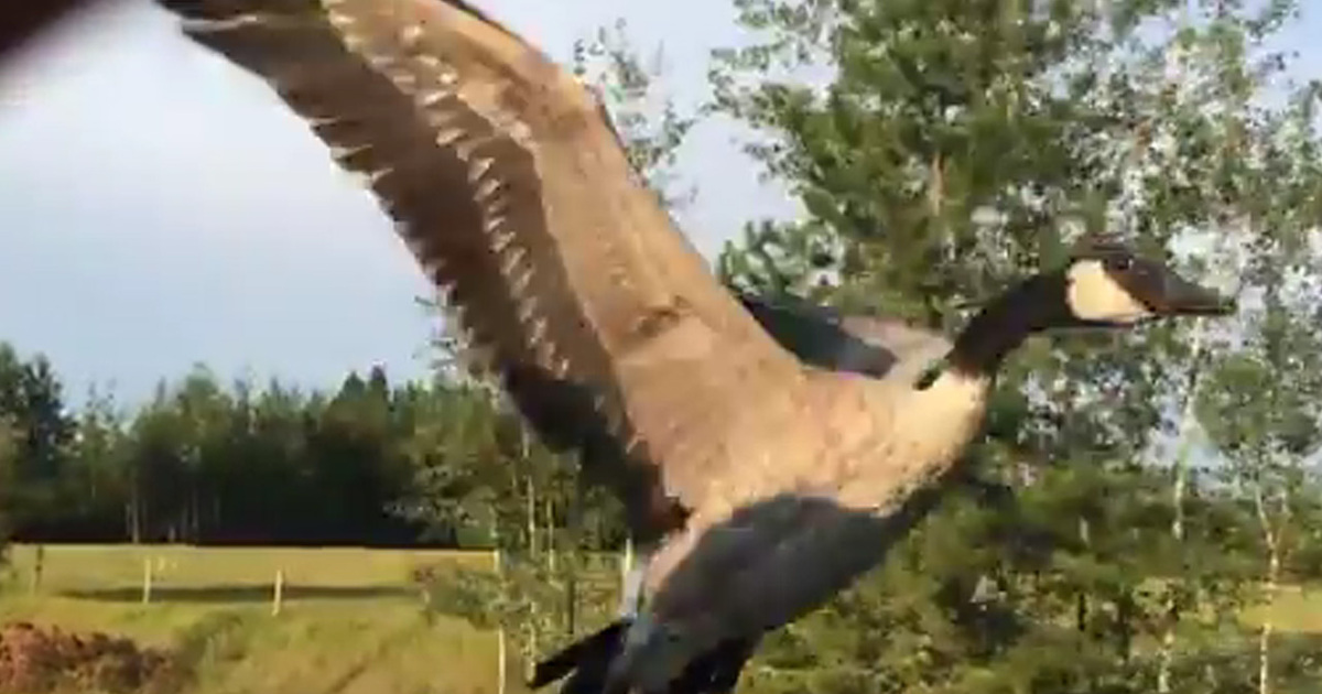 Amazing Video -- Man Leads Goose To Water