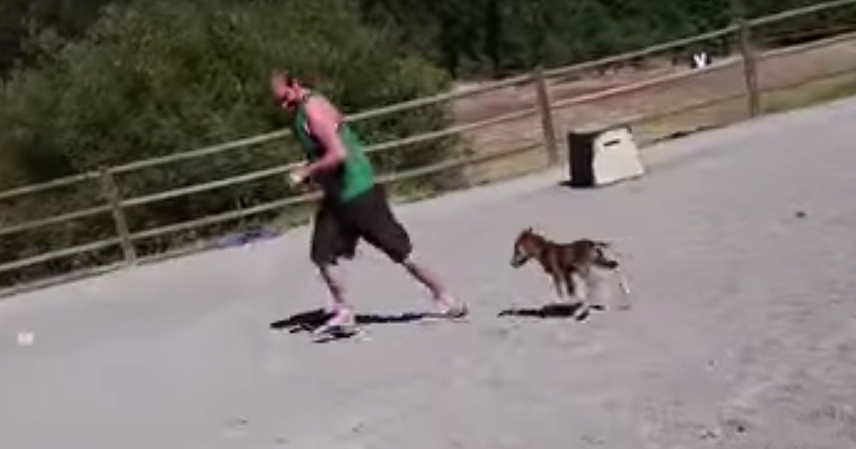 Cute Alert -- Baby Miniature Horse Chases Guy