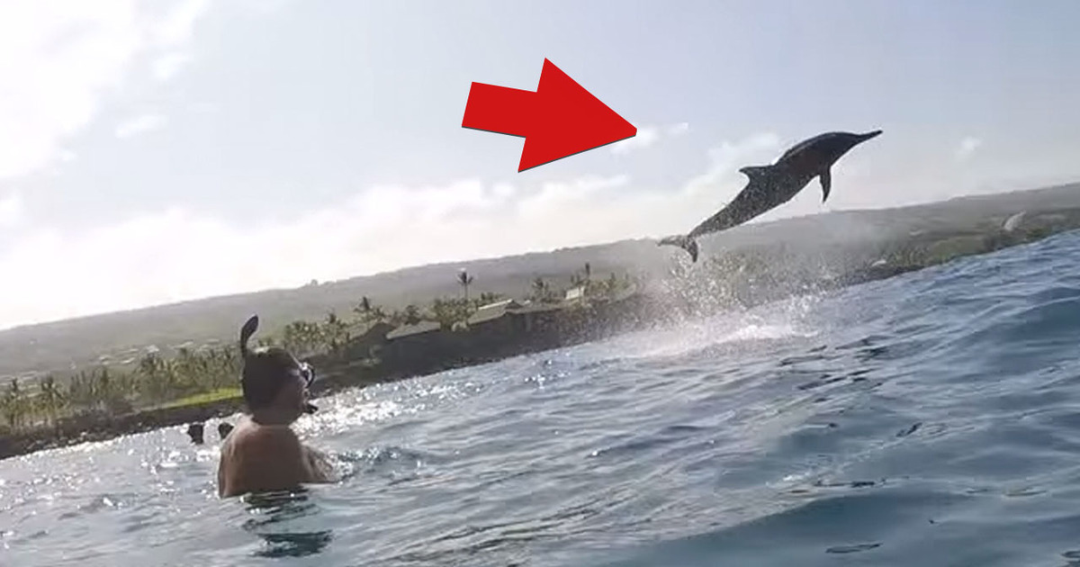 Back Flipper -- Dolphin Puts On A Show For Divers (VIDEO)
