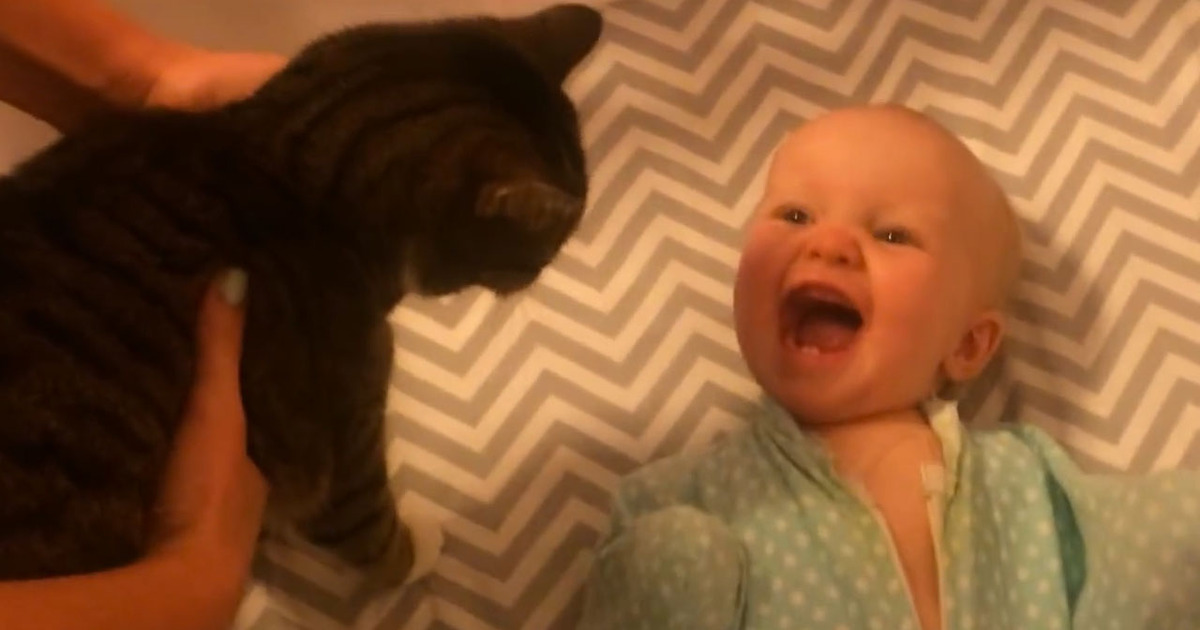 Adorable Baby -- Hysterically Laughs ... After Seeing Cat