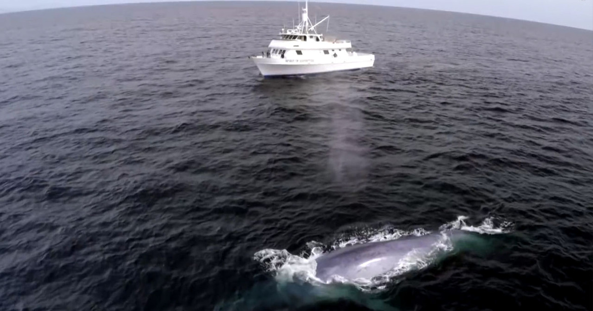 Open Water Hilarity -- Perfect Comedic Timing For Blue Whale