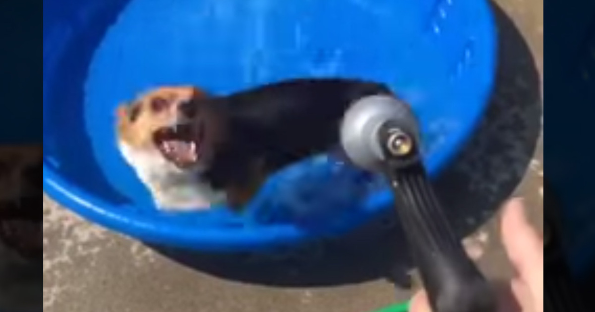 Corgi Hates Doggy Pool ... And It's Hilarious (VIDEO)
