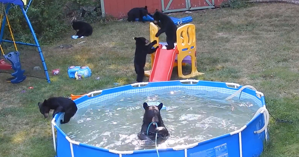 Beat the Heat - Family of Bears Take a Dip in a Pool