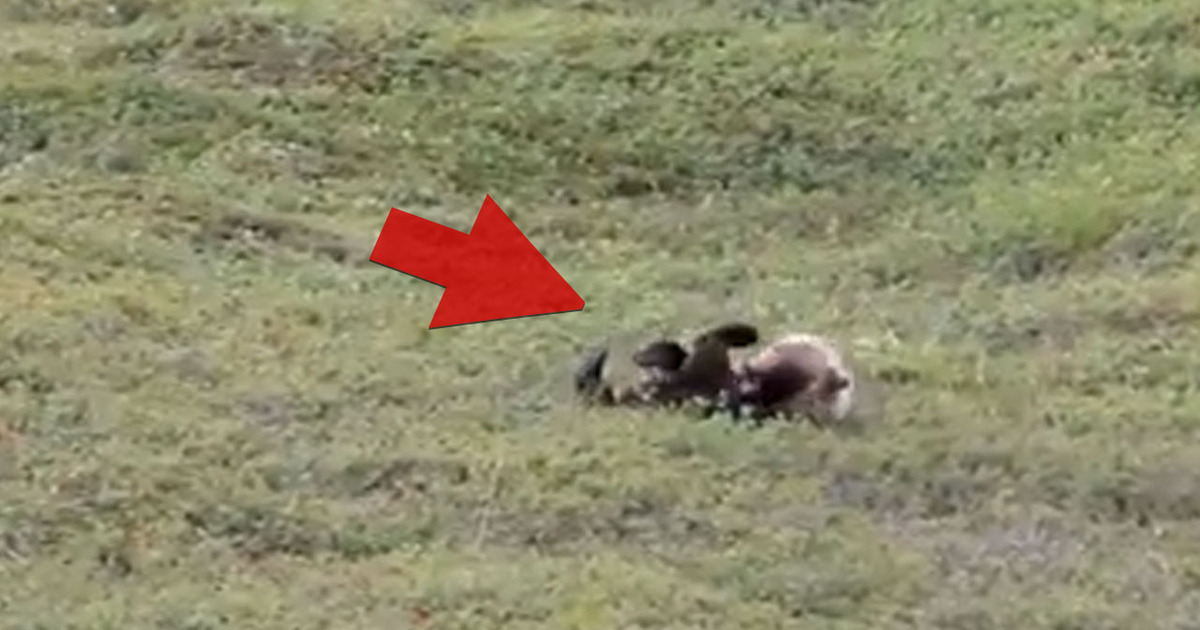 Rolling Down A Hill ... Bear Having A Ball