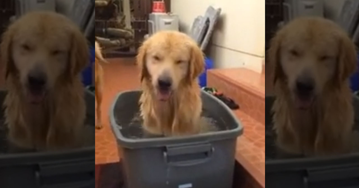 Happy Bath Time -- Dog Loves Splashing In Tub
