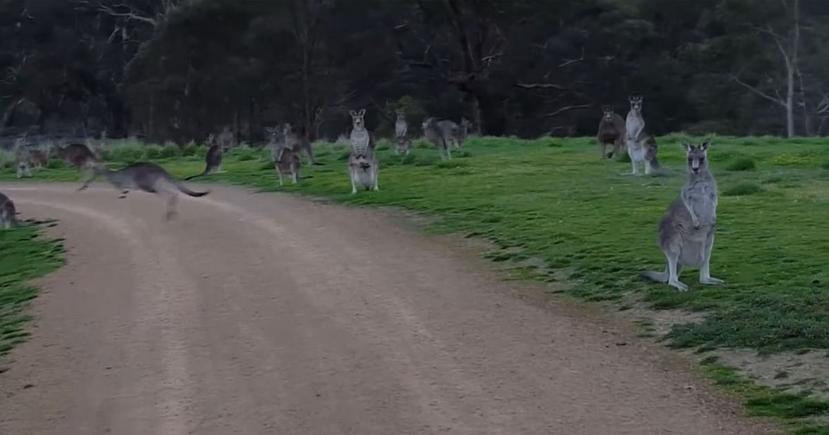 Australian Nightmare -- Horde Of Kangaroos Surround A Guy