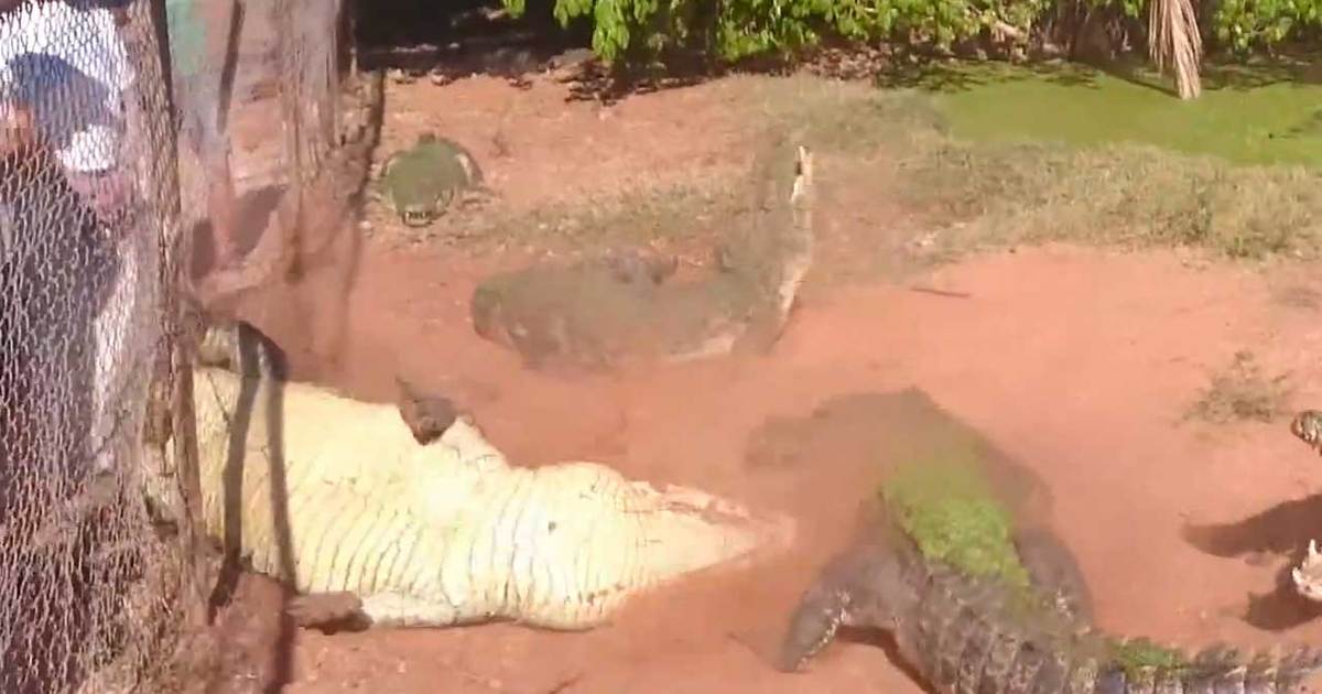 Cannibal Croc -- Bites Foot Off Other Croc in Feeding Frenzy