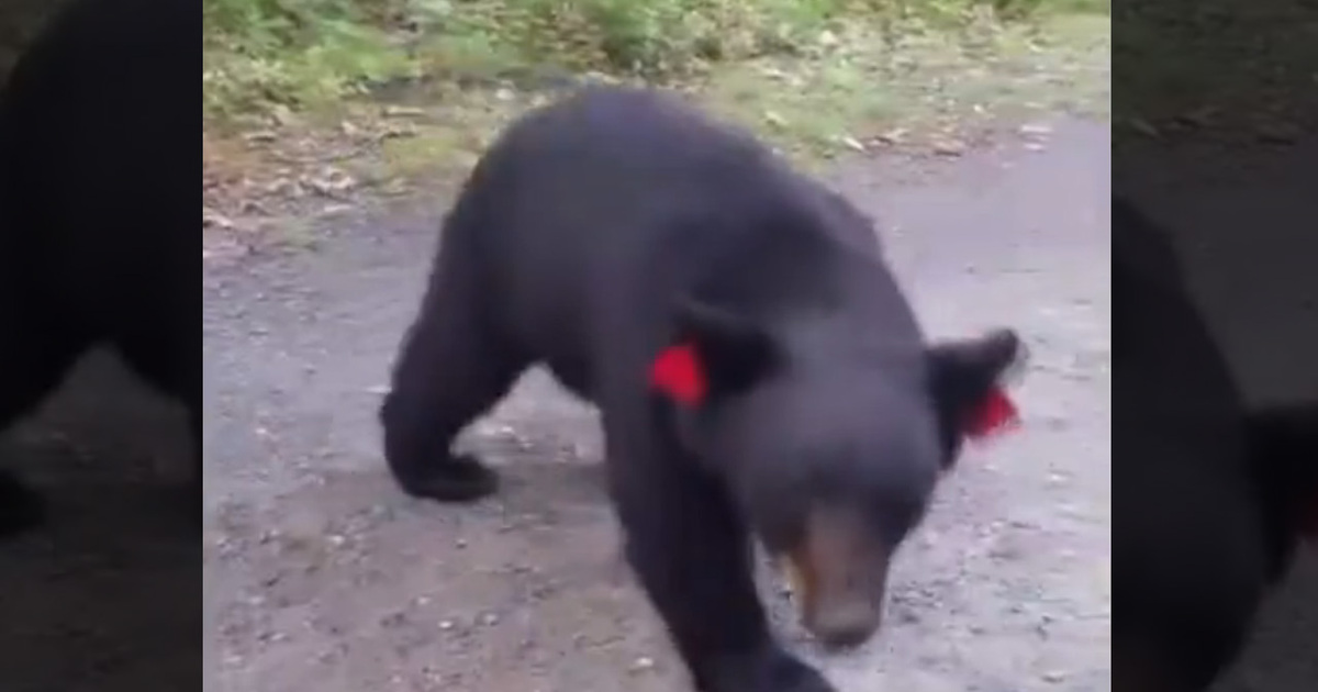 That's No Smokey -- Hiker Gets Crazy Close To Black Bears