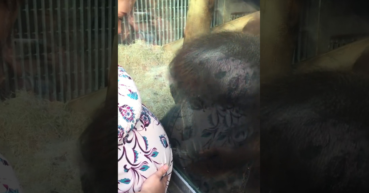 Amazing Connection Between Orangutan & Pregnant Woman