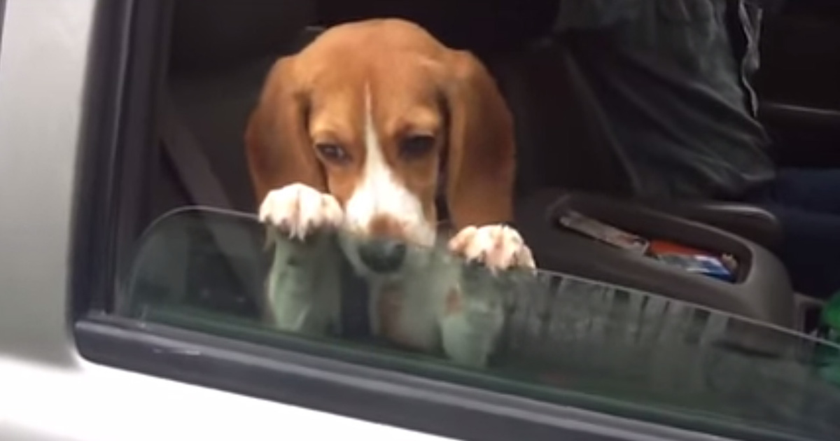 Adorable Beagle Puppy -- Please Don't Roll Up The Window (VIDEO)
