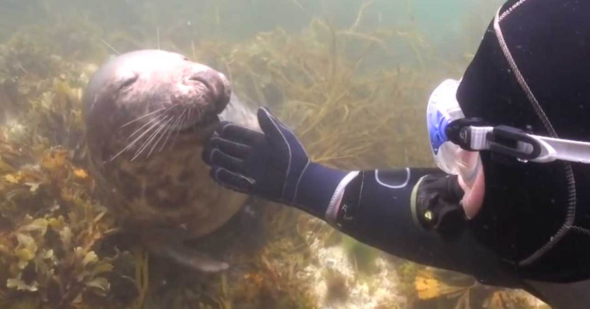 Underwater Cuteness -- Seal Loves Belly Rub By Diver (VIDEO)
