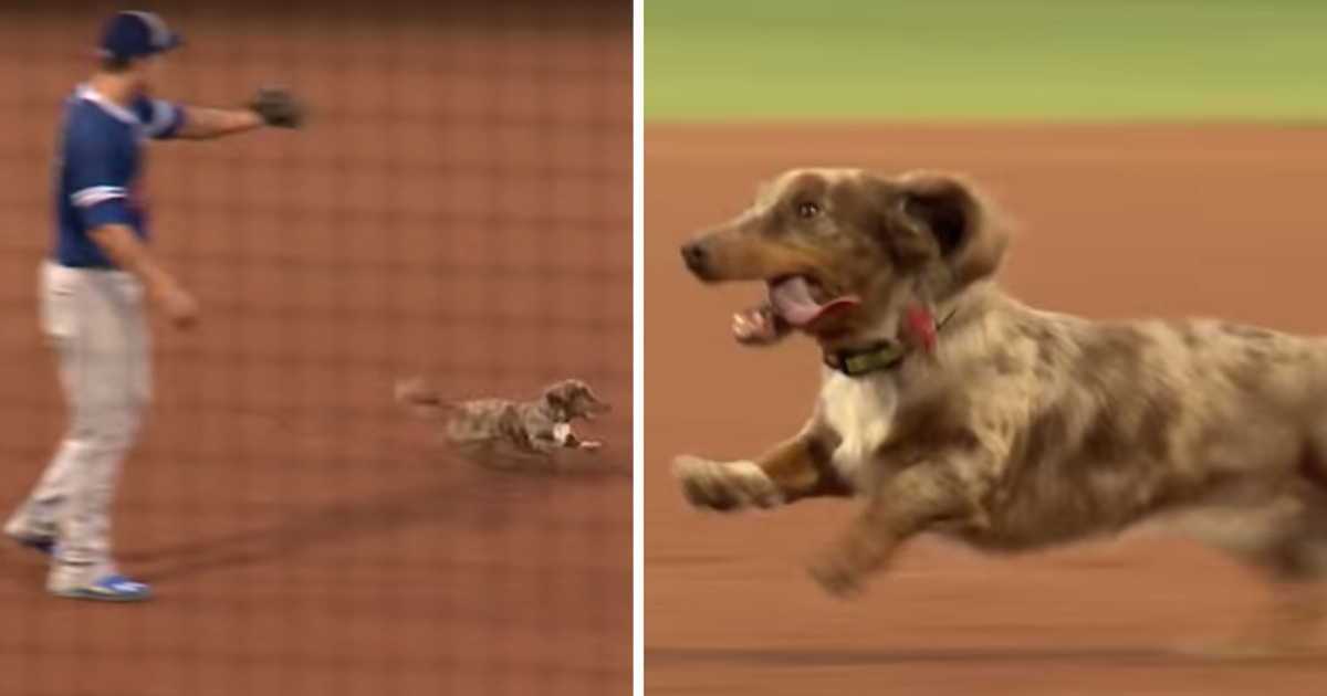 Wiener Dog On The Loose -- At The Ballpark ... Players Can't Catch Him