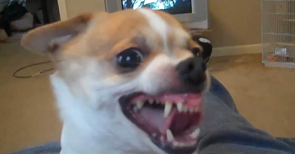 Jekyll and Hyde Dog -- Goes Evil On Command