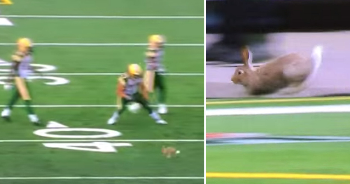 Bunny Touchdown Dance -- Rabbit Loose On The Football Field