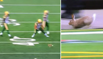 Bunny Touchdown Dance -- Rabbit Loose On The Football Field