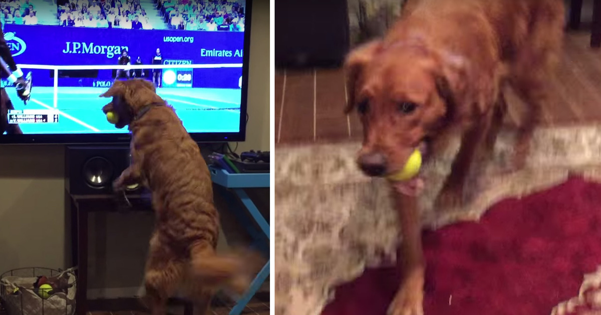Dog Loves Tennis -- Goes Nuts Watching Serena Vs Venus (VIDEO)