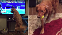Dog Loves Tennis -- Goes Nuts Watching Serena Vs Venus (VIDEO)