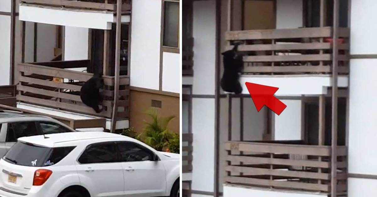 Spider-Bear -- Bear Climbs 3 Story Building (VIDEO)