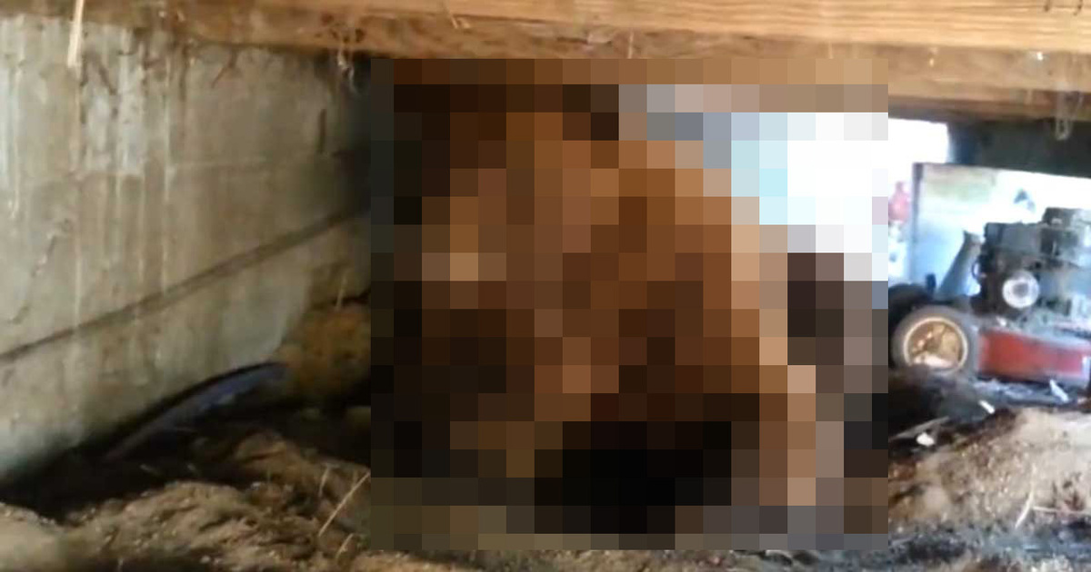 Unwelcomed Tenant -- Most Terrifying Creature To Ever Live Beneath Porch