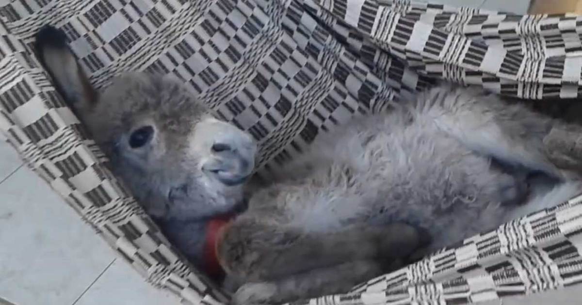 Donkey In A Hammock -- Yes, A Donkey In a Hammock!!!