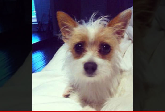 Tori Spelling -- My Tiny Dog Has Gone Missing!