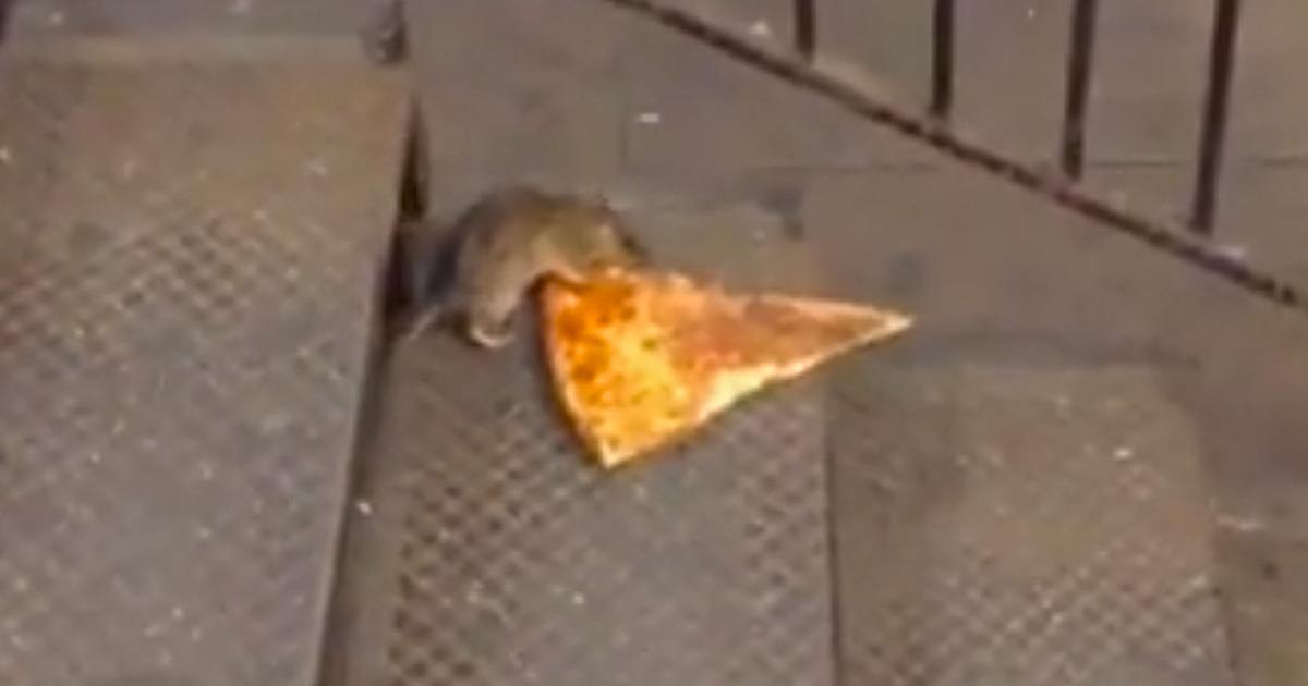 Pizza Time -- Rat Drags Slice Into New York Subway (VIDEO)