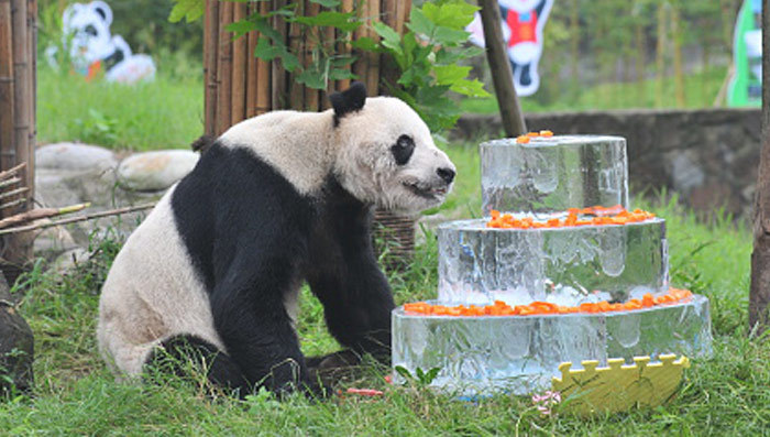Giant Panda Celebrates 30th Birthday With Giant Cake