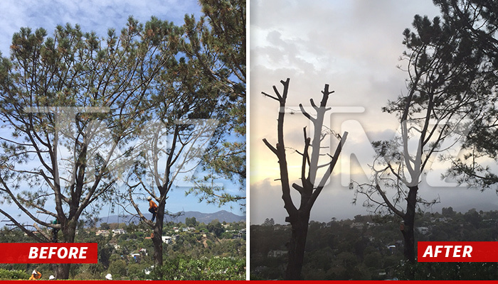 Matt Groening -- Neighborhood War Erupts Over Pine Tree Massacre