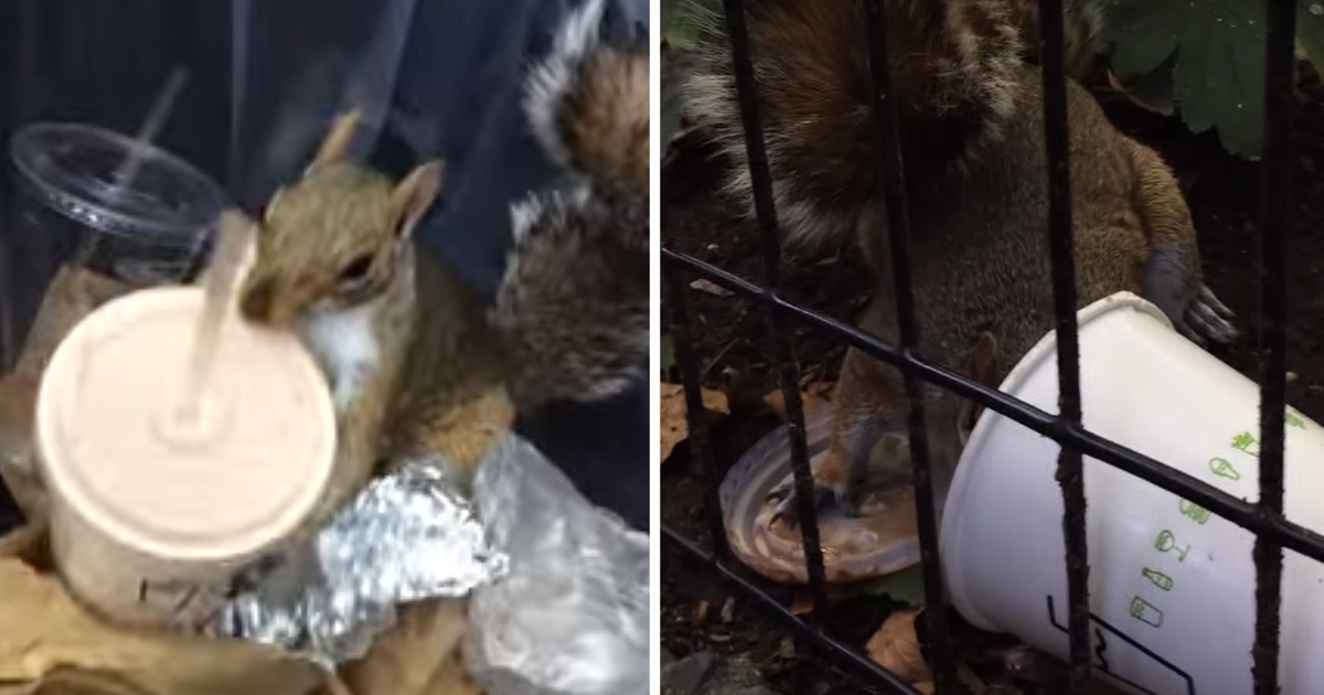 Milkshake Squirrel -- It's Got A Serious Sweet Tooth!!