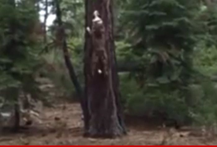 Dog Runs Up a Tree to Grab Frisbee (VIDEO)
