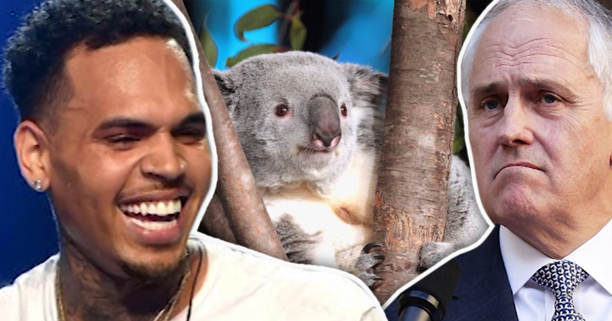 Chris Brown -- Wallaby Damned If I’m Not Going to Australia (TMZ TV)
