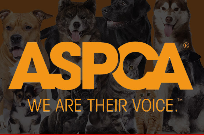 ASPCA Employee Sues -- They Called Me 'Sexual Chocolate'
