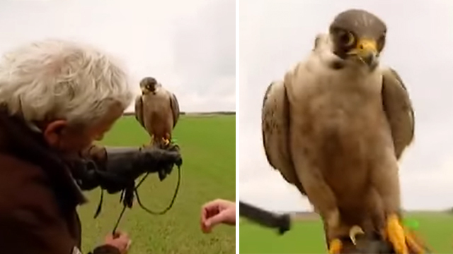 Falcon Suicide -- Bird Flies Off ... Directly Into Huge Truck (VIDEO)