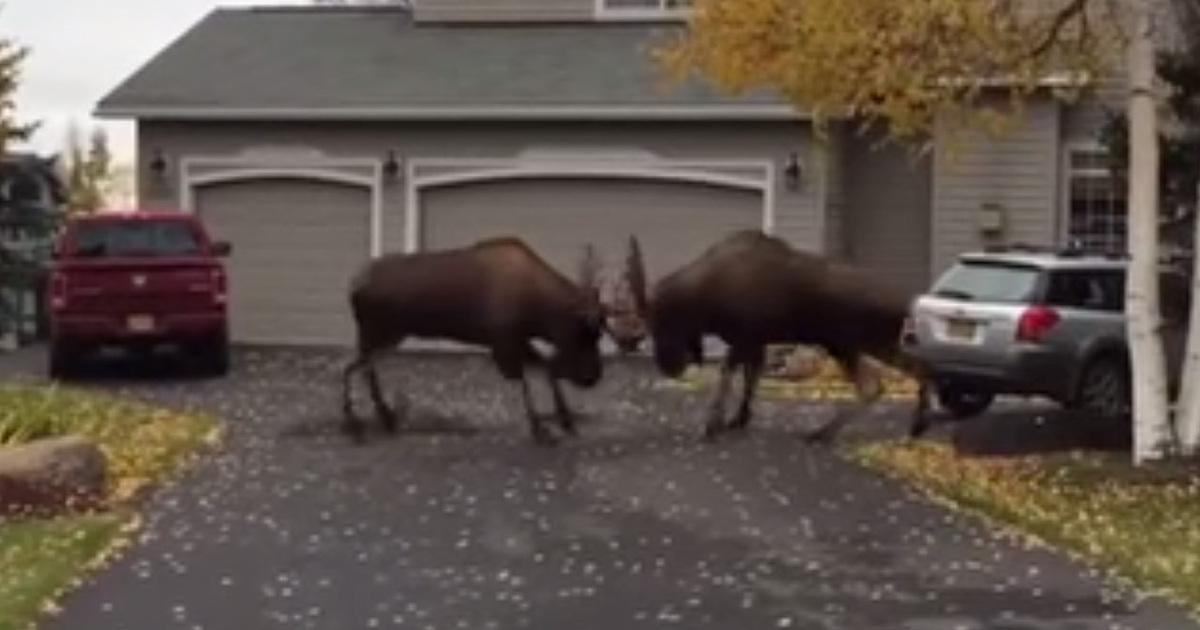 Epic Moose Battle In Quiet Alaskan Suburb (VIDEO)