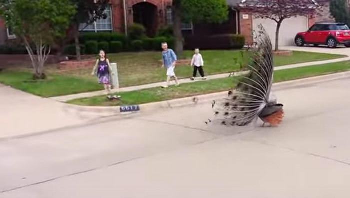 Peacock Petrifies Neighborhood Kids -- The Fight Or Flight Reaction!