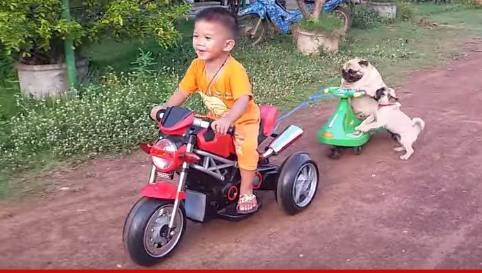 Pug Puppy Tries to Hop on Motorcycle, Fails (VIDEO)
