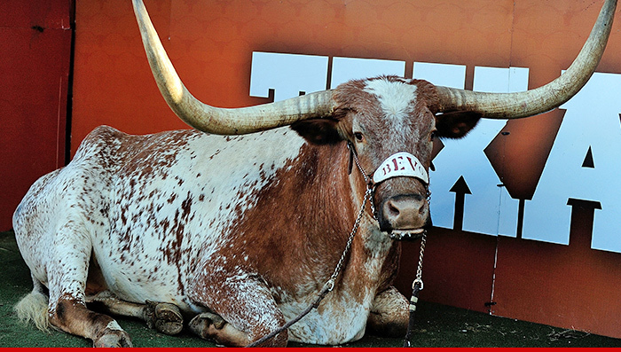 BEVO DEAD -- UT Mascot Buys the Farm ... 'Died In His Sleep'