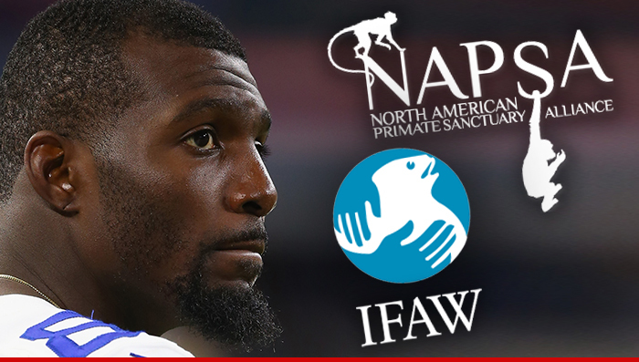 Dez Bryant -- Ripped Over Supposed Pet Monkey ... 'He Will Live to Regret It'